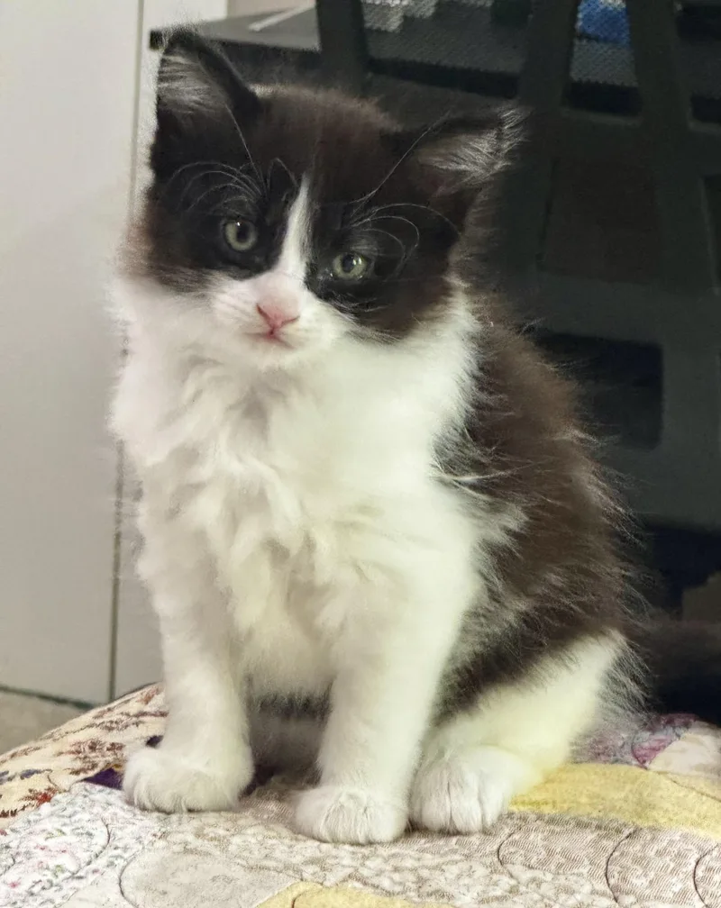 A baby small-sized male Black & White / Tuxedo Domestic Long Hair cat named Tiercel for adoption in Asheville, NC