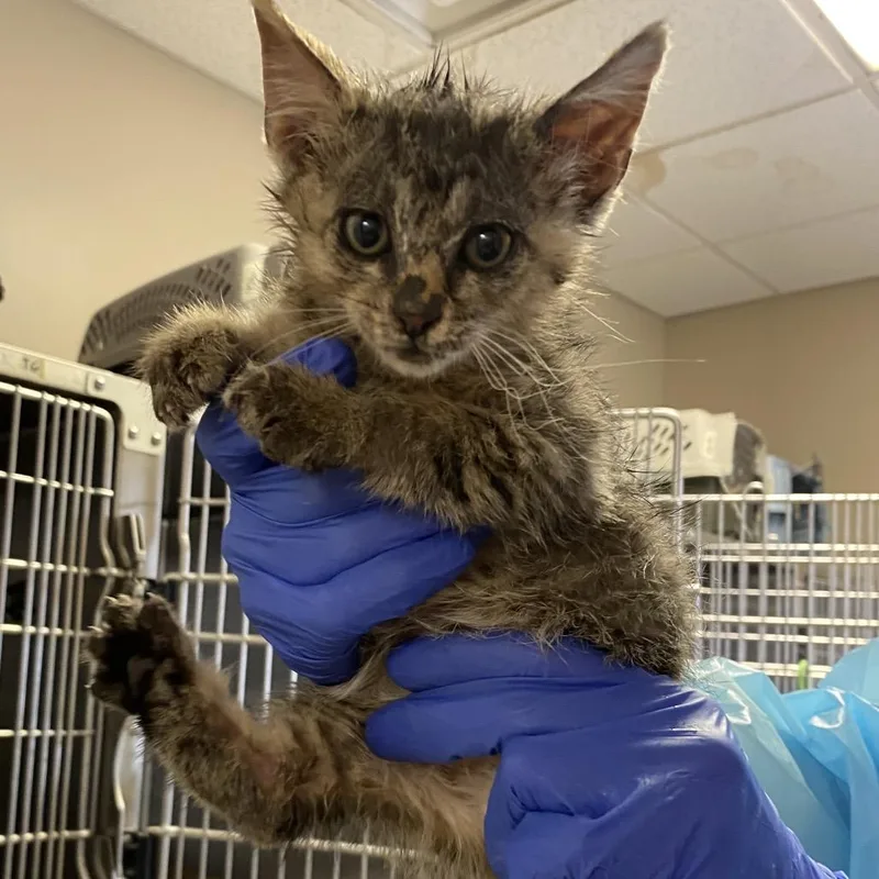 A baby small-sized male Brown / Chocolate Domestic Short Hair cat named Silverwing for adoption in Norfolk, NE