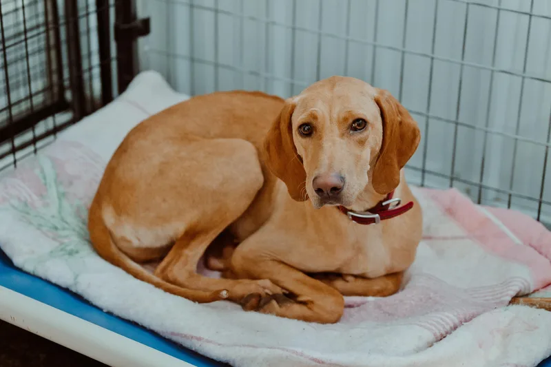 A young medium-sized female Vizsla dog named Willow for adoption in Le Mars, IA