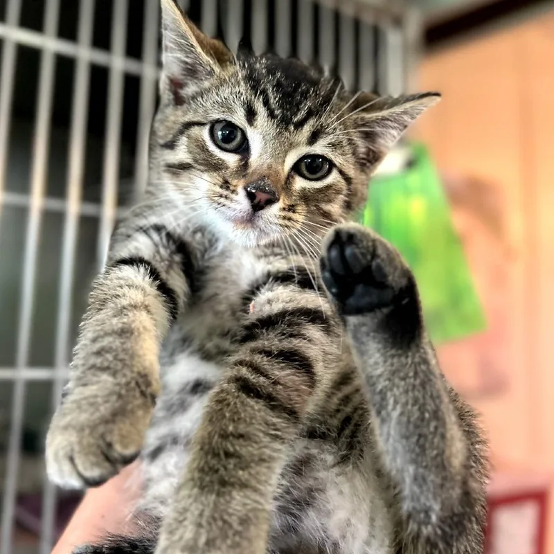 A baby small-sized male Brown / Chocolate Domestic Short Hair cat named Private for adoption in Troy, IL