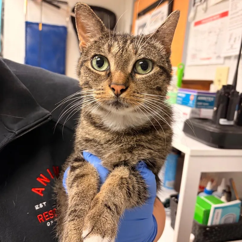 An adult medium-sized female Brown / Chocolate Domestic Short Hair cat named Gretchen for adoption in Birdsboro, PA