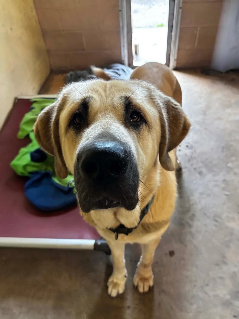 An adult large-sized female Anatolian Shepherd dog named Reba for adoption in New Windsor, NY