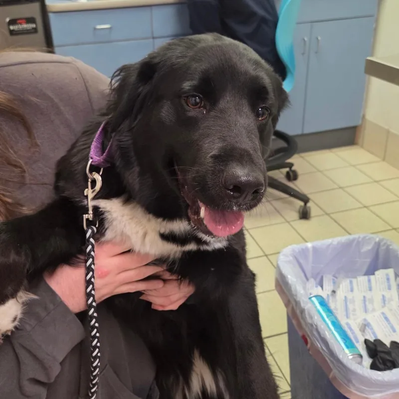 An adult medium-sized female Black Mixed Breed dog named Luna for adoption in Charleston, WV