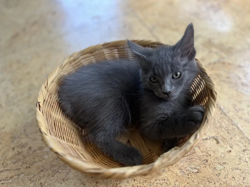 A young medium-sized male Gray / Blue / Silver Domestic Medium Hair cat named Cyrus for adoption in Zimmerman, MN