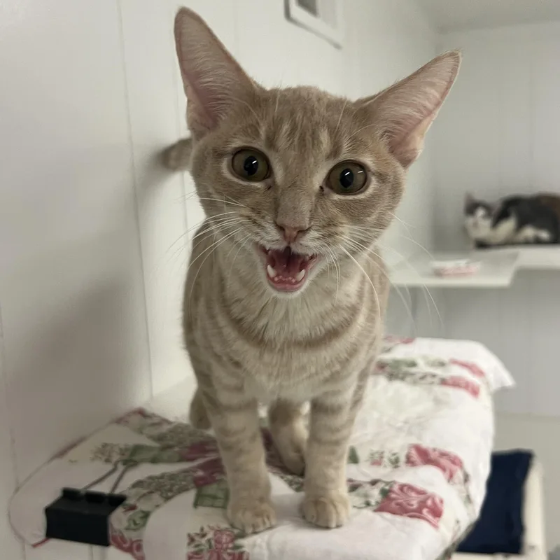 A young medium-sized male Domestic Short Hair cat named Runts for adoption in Mount Pleasant, MI