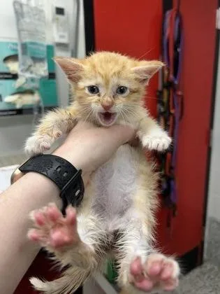 A baby small-sized male Domestic Short Hair cat named Astro for adoption in West Chester, PA