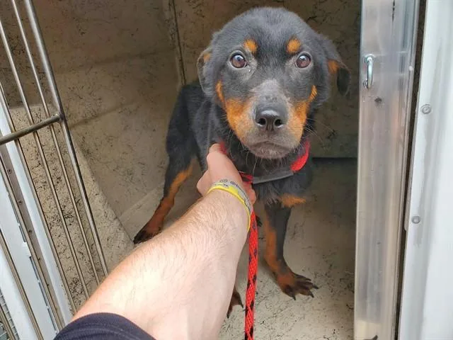 A young medium-sized male Rottweiler dog named Roofus for adoption in Garland, TX