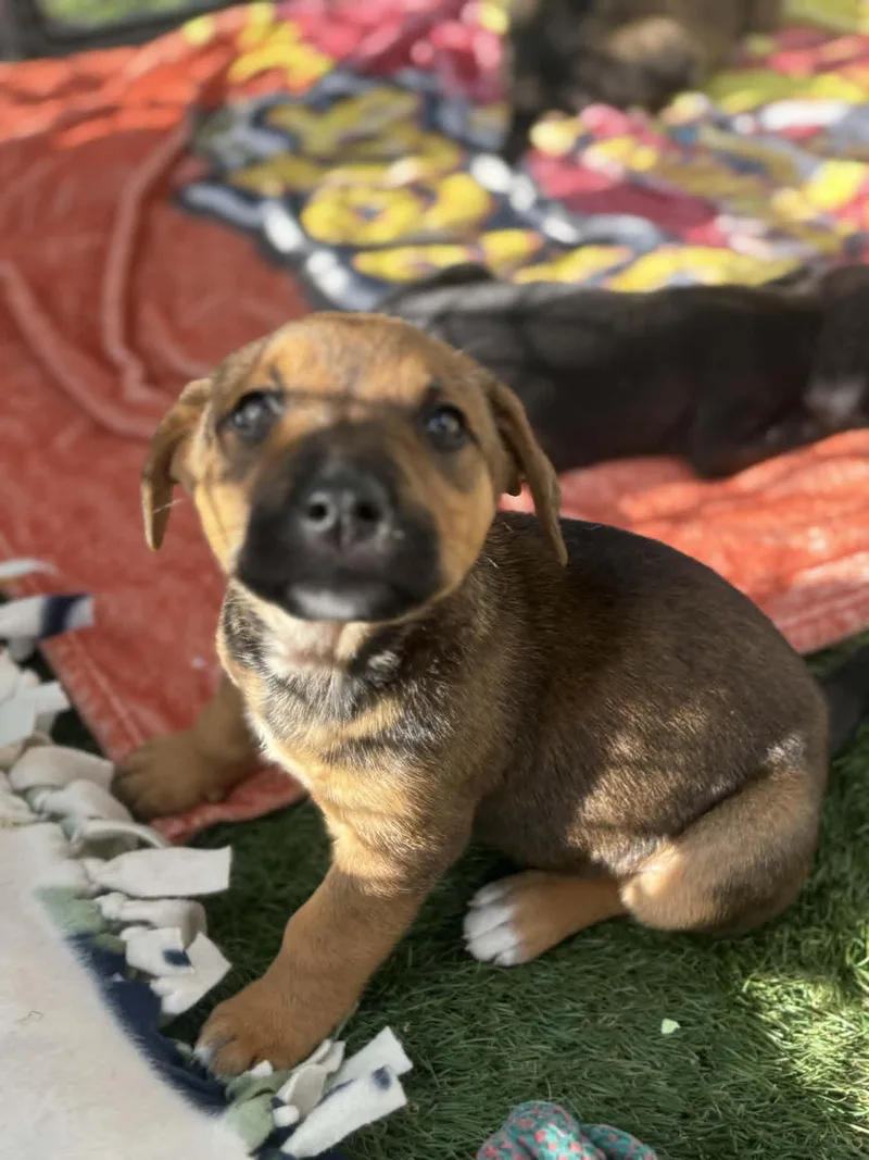 A baby medium-sized female Brown / Chocolate Mixed Breed dog named Tot for adoption in Kenosha, WI