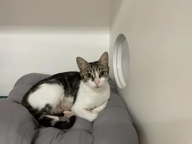 A young medium-sized female Domestic Medium Hair cat named Maude Flanders for adoption in Sugar Land, TX