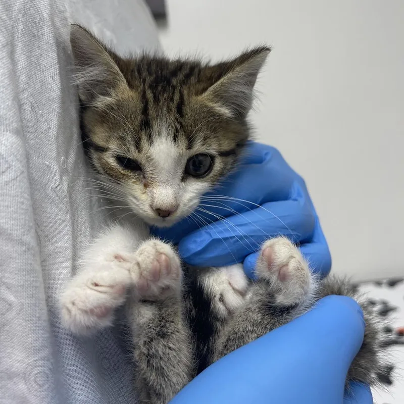 A baby small-sized male Brown / Chocolate Domestic Short Hair cat named Jigsaw for adoption in Long Beach, CA