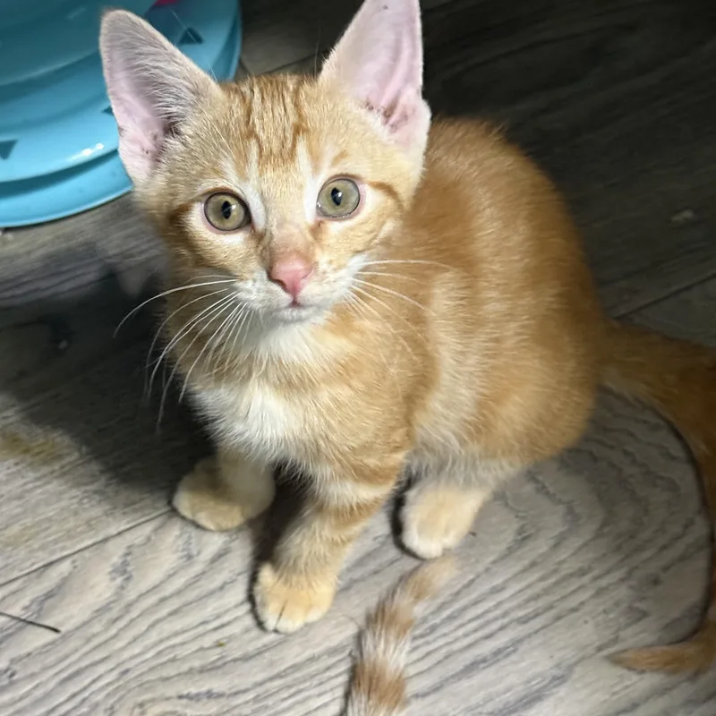 Louie