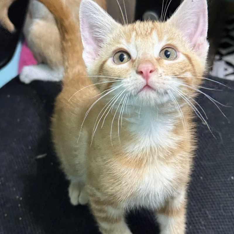 Louie thumbnail 6