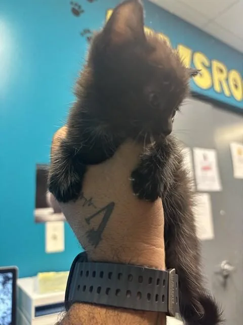 A baby small-sized female Domestic Short Hair cat named Mel for adoption in Miami, FL