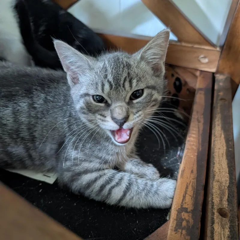 A baby small-sized male Gray / Blue / Silver Domestic Short Hair cat named Donnie for adoption in Saugerties, NY