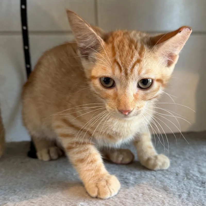 A baby small-sized male Orange / Red Domestic Short Hair cat named Creamsicle for adoption in Midland, TX