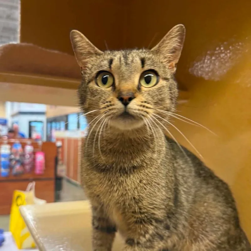 A young small-sized female Brown / Chocolate Domestic Short Hair cat named Olive for adoption in Frederick, MD