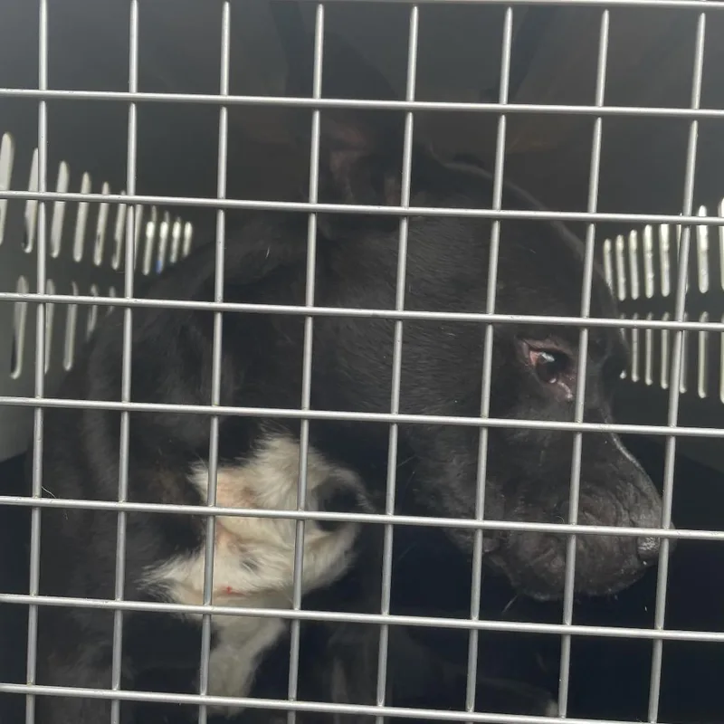 An adult small-sized male Black Pit Bull Terrier dog named Kohn for adoption in Lake Jackson, TX