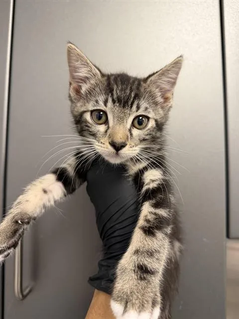 A baby small-sized male Domestic Short Hair cat named Robb for adoption in Ontario, CA