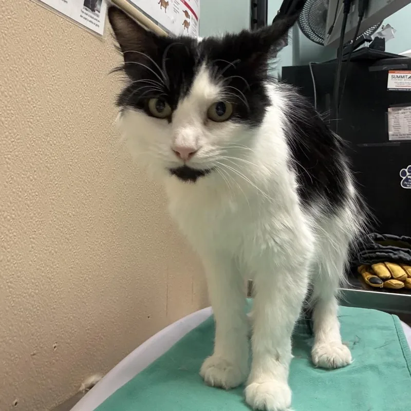 An adult medium-sized female Domestic Medium Hair cat named Checkers for adoption in Tacoma, WA