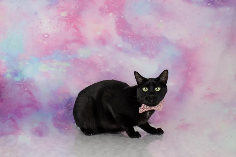 A young medium-sized male Black Bombay cat named Rascal for adoption in Tuscaloosa, AL