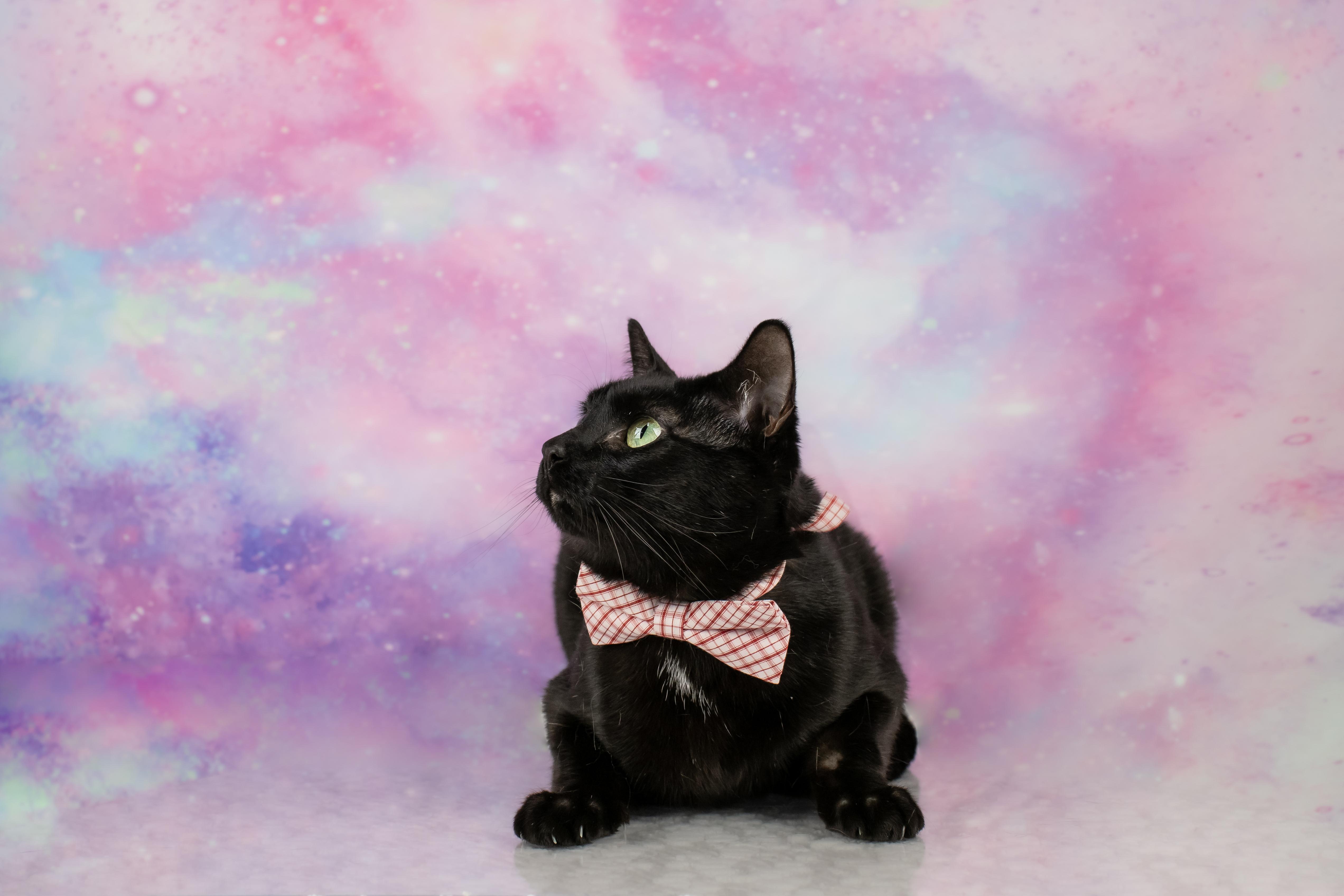 Rascal thumbnail 3
