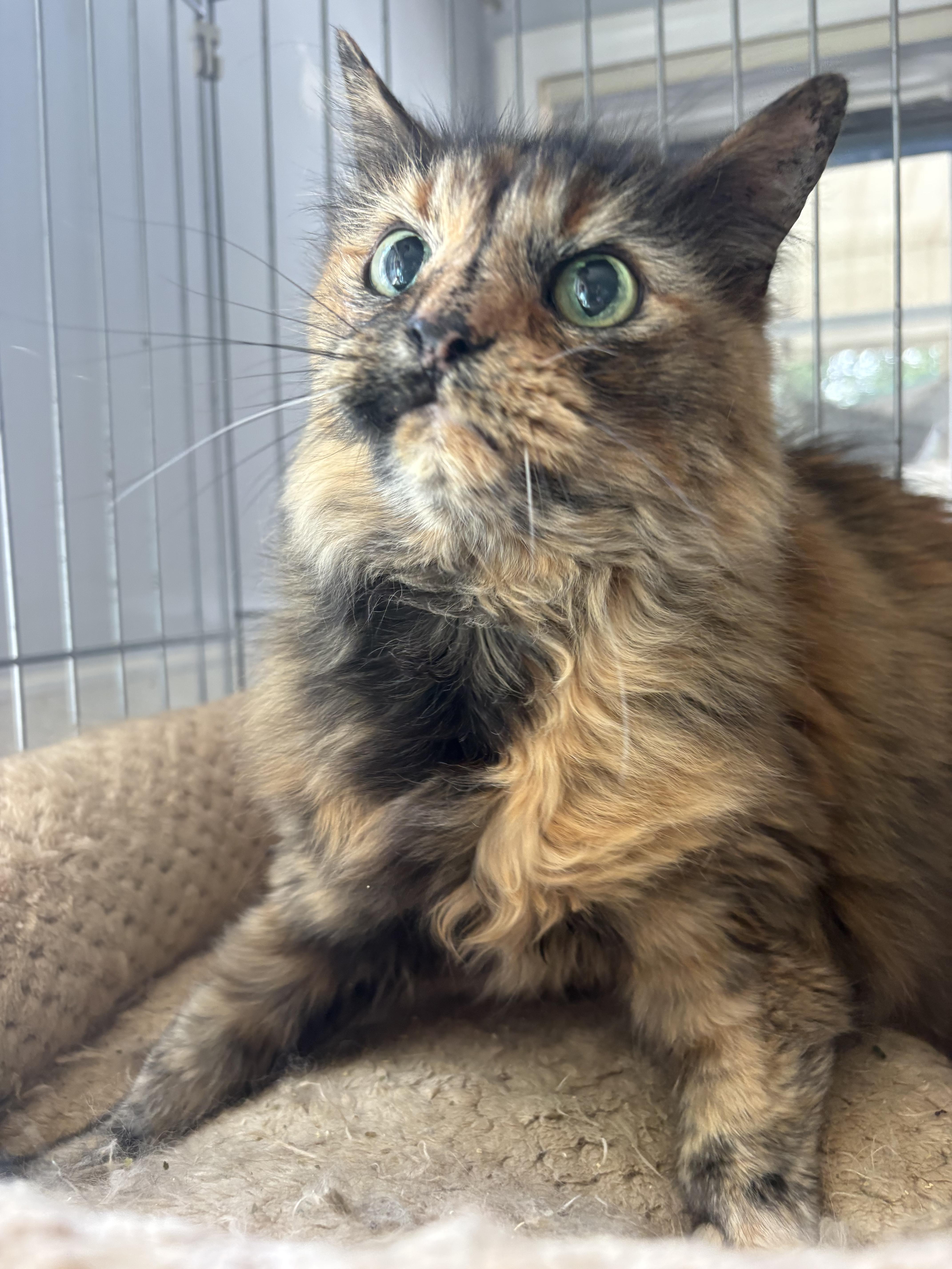 A senior medium-sized female Tortoiseshell Domestic Long Hair cat named Rowdy for adoption in Sanford, NC