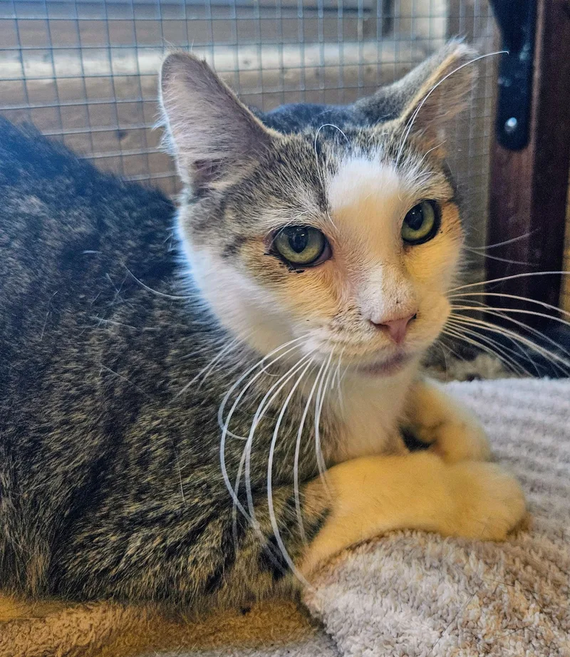 An adult medium-sized male Tabby (Gray / Blue / Silver) Domestic Short Hair cat named Jay for adoption in Orange, CA