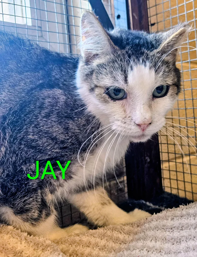 Jay thumbnail 3