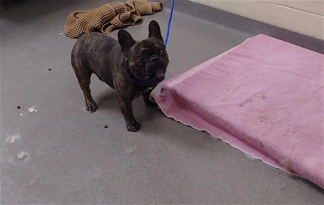 A young small-sized male French Bulldog dog named Zell for adoption in Denver, CO