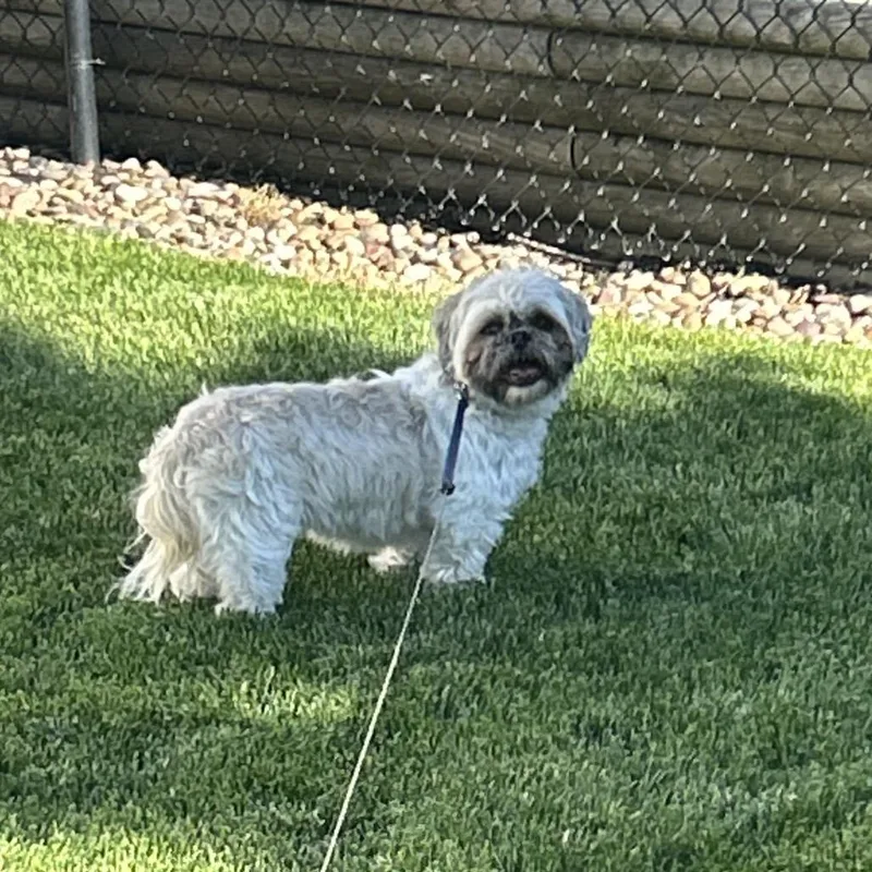 Millie The Little