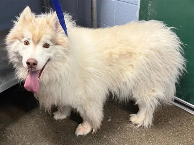 An adult medium-sized male Alaskan Malamute dog named Grizzly for adoption in Woodland, CA