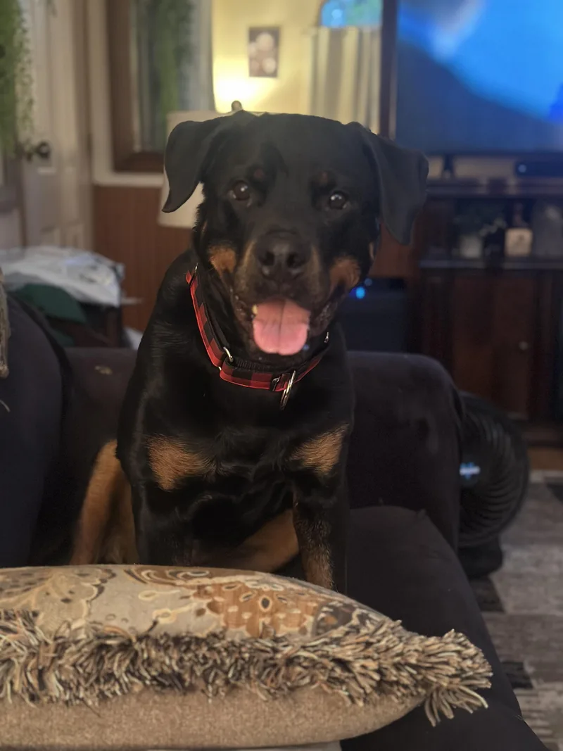 An adult large-sized female Rottweiler dog named Maza for adoption in Saratoga Springs, NY