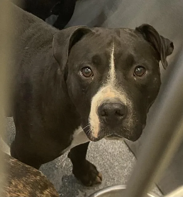 A young large-sized female Mixed Breed dog named Mary for adoption in Dallas, TX