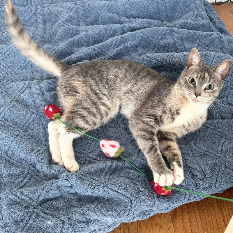 A young medium-sized female Domestic Short Hair cat named Sara for adoption in Brooklyn, NY