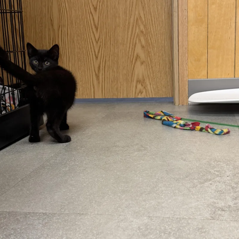 A baby medium-sized male Black Domestic Short Hair cat named Zeppelin for adoption in Kent, WA