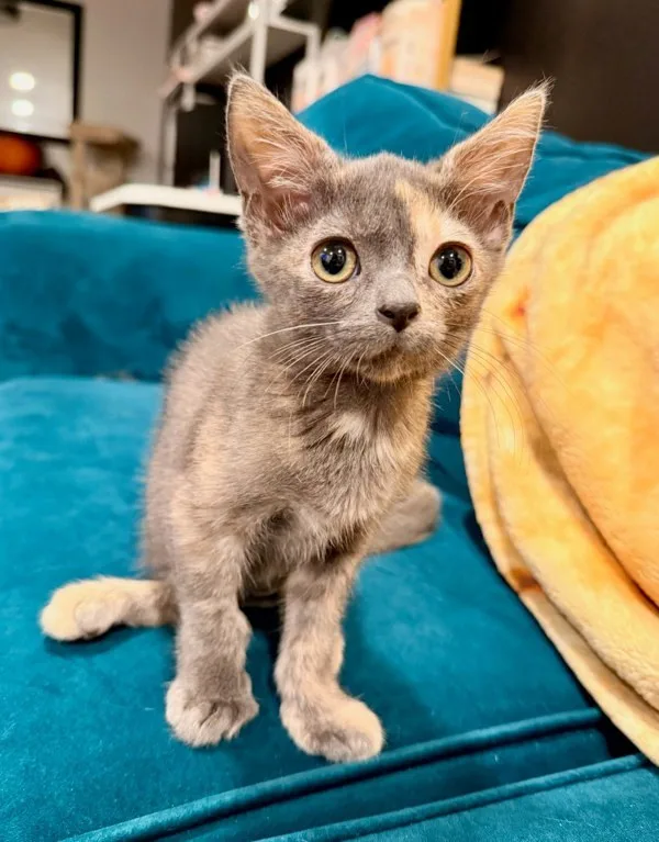 A baby medium-sized female Domestic Short Hair cat named Wanda for adoption in Bonsall, CA