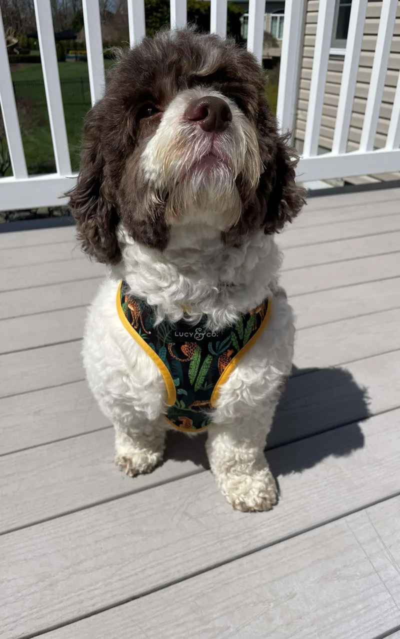 An adult medium-sized male Poodle dog named Rocky for adoption in Cliffwood, NJ