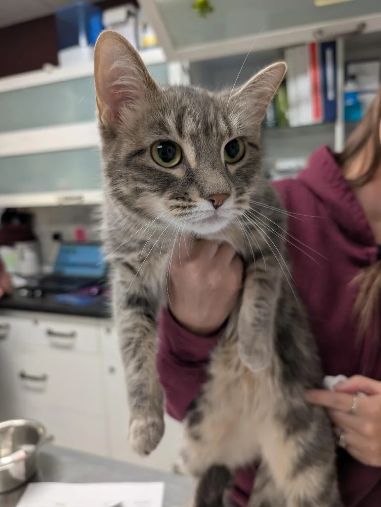 An adult medium-sized female Domestic Short Hair cat named Thea for adoption in Fall River, MA