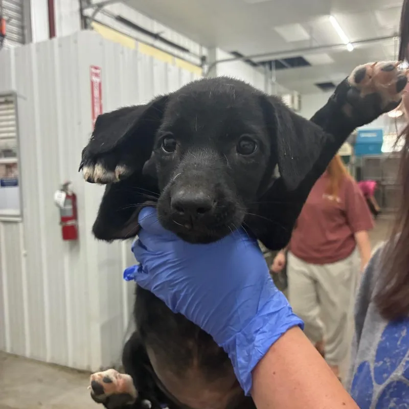 A baby small-sized female Mixed Breed dog named Zendaya for adoption in Corbin, KY