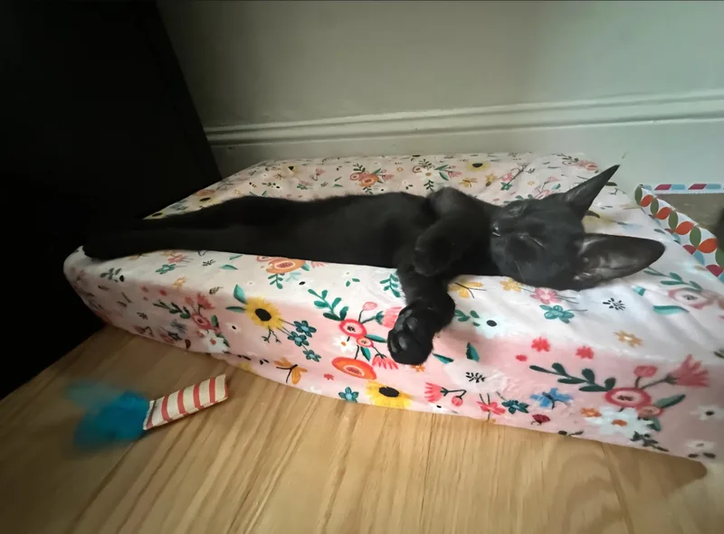 A baby small-sized female Black Domestic Short Hair cat named Dew Drop for adoption in Milltown, NJ
