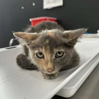 A baby small-sized female Gray / Blue / Silver American Shorthair cat named Jeh for adoption in Livingston, TX