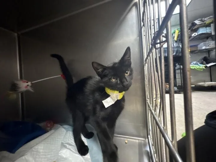 A young small-sized male Black Domestic Short Hair cat named Tallahassee for adoption in Cincinnati, OH