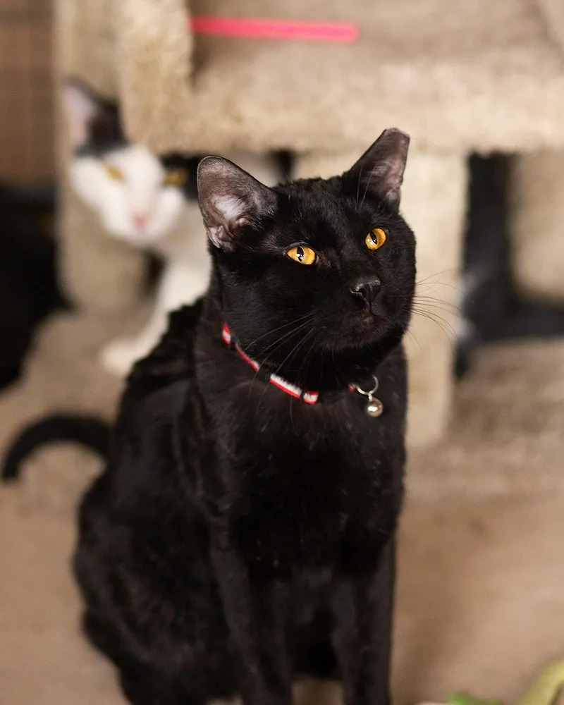 An adult large-sized male Black Domestic Short Hair cat named Peppercorn for adoption in Marana, AZ
