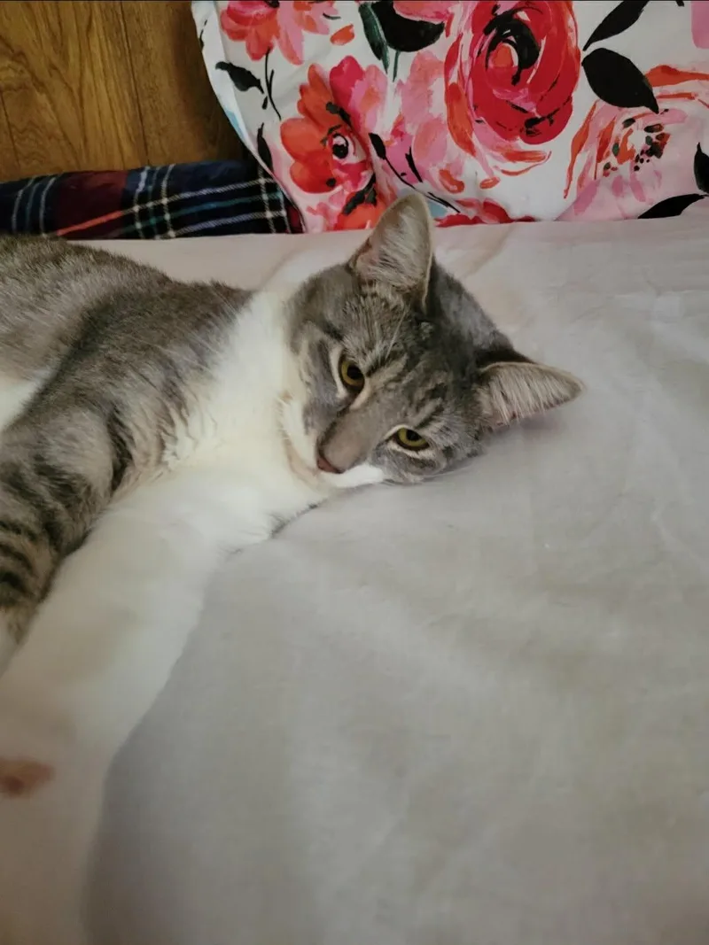 An adult medium-sized female Tabby cat named Daisy for adoption in MONTGOMERY, TX