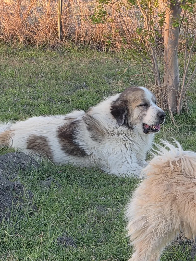 A baby large-sized female Great Pyrenees dog named Lady Dillon Atx for adoption in Quinlan, TX