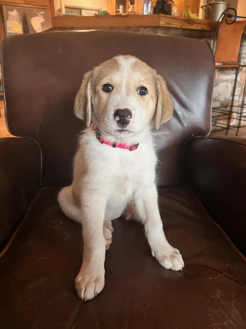 Lady Dillon Atx thumbnail 3