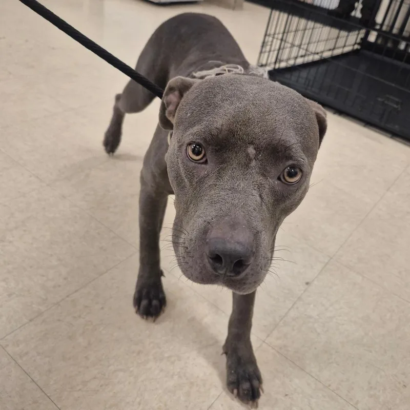 An adult medium-sized female Gray / Blue / Silver Mixed Breed dog named Violet for adoption in Lake Panasoffkee, FL