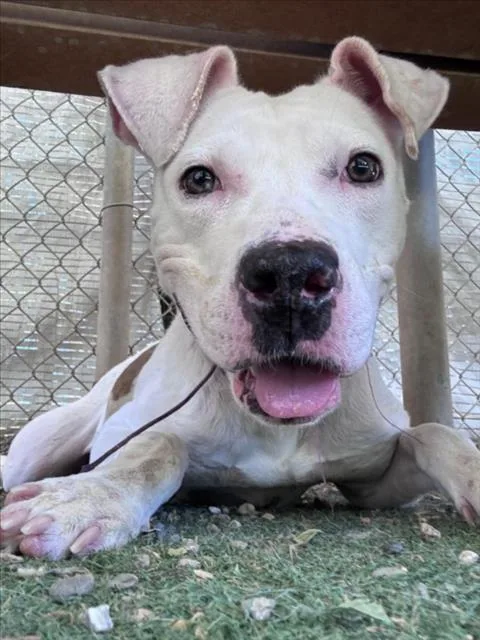 An adult medium-sized female Pit Bull Terrier dog named Fleetwood Mac for adoption in Woodland, CA