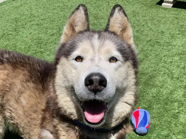 An adult large-sized male Siberian Husky dog named Max for adoption in Moreno Valley, CA