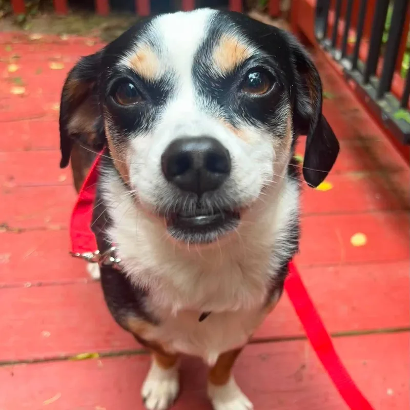 An adult small-sized male Tricolor (Brown, Black, & White) Beagle dog named Joey for adoption in Pelham, NH